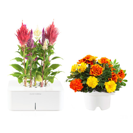 Cockscomb Starter Kit + French Marigold Refill