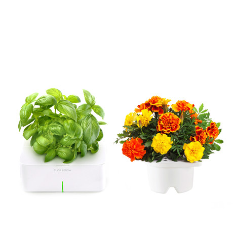 Basil Starter Kit + French Marigold Refill