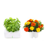 Basil Starter Kit + French Marigold Refill