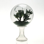 2001 A Space Terrarium