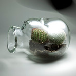 Heady Terrarium