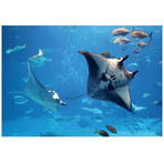 Manta Ray