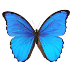 Blue Morpho (Small: 22.8" x 17.7")