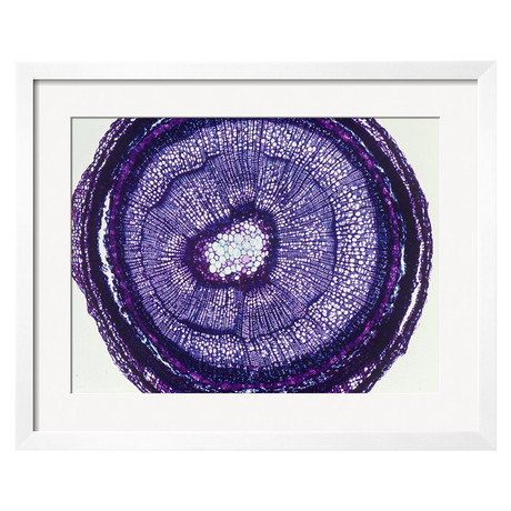 Cross-Section of a Young Alder Stem (Alnus), LM X12 (White Wood Soho Frame)