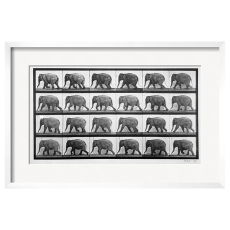 Elephant Walking, Plate 733 from 'Animal Locomotion', 1887 (White Frame)
