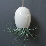 Hanging Air Plant Pod // Gray (1.5"L x 1.5"W x 3.25"H)