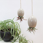 Hanging Air Plant Pod // Gray (1.5"L x 1.5"W x 3.25"H)