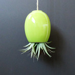 Hanging Air Plant Pod // Green (1.5"L x 1.5"W x 3.25"H)