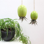 Hanging Air Plant Pod // Green (1.5"L x 1.5"W x 3.25"H)