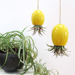 Hanging Air Plant Pod // Yellow (1.5"L x 1.5"W x 3.25"H)