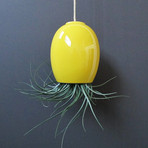 Hanging Air Plant Pod // Yellow (1.5"L x 1.5"W x 3.25"H)