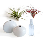 Airplant // Pebble-Vase Pair