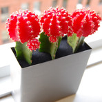 LushModern  Red Moon Cactus // Stainless Planter
