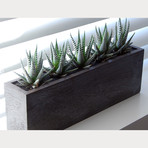 5 x Cactus // Kiri Wood Planter
