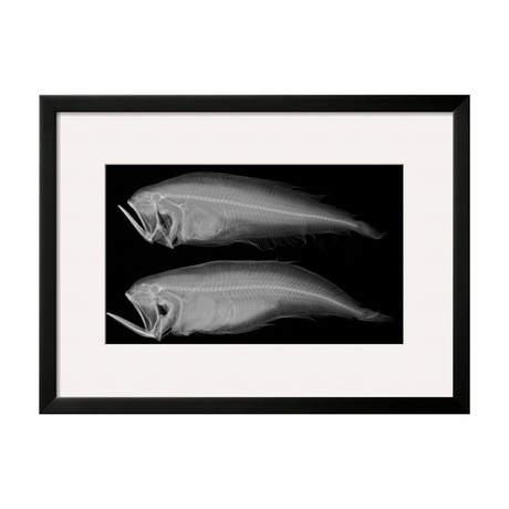 Sandra Raredon // Bothid Flatfish (Black Frame)