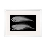 Sandra Raredon // Bothid Flatfish (Black Frame)