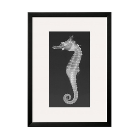 Sandra Raredon // Dhiho’s Seahorse (Black Frame)