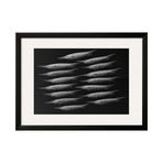 Sandra Raredon // Grooved Razorfish (Black Frame)