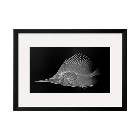 Sandra Raredon // Longnose Butterflyfish (Black Frame)
