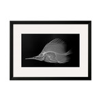 Sandra Raredon // Longnose Butterflyfish (Black Frame)