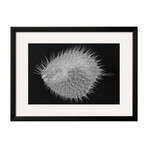Sandra Raredon // Long-Spine Porcupinefish (Black Frame)