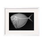 Sandra Raredon // Moonfish (Black Frame)