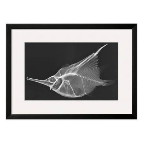 Sandra Raredon // Orange Bellowfish (Black Frame)