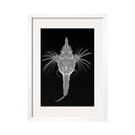 Sandra Raredon // Short Dragonfish (Black Frame)