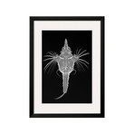 Sandra Raredon // Short Dragonfish (Black Frame)