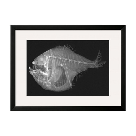 Sandra Raredon // Tropical Hatchetfish (Black Frame)