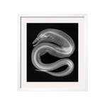 Sandra Raredon // Viper Moray (Black Frame)