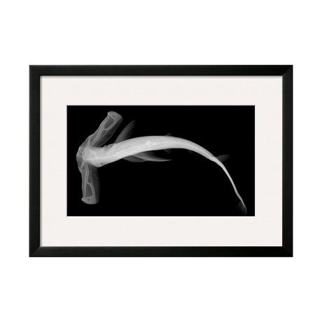 Sandra Raredon // Winghead Shark (Black Frame)