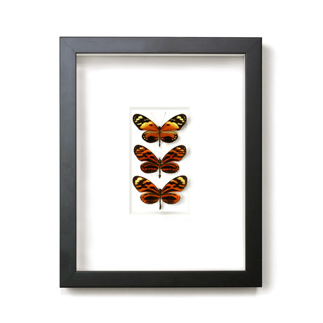 Calico Bowtie Butterflies // 11" x 14"