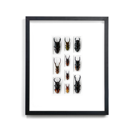 Stag Beetle Mosaic // 20 x 24