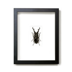 Giraffe Stag Beetle // 11" x 14"