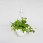 Porcelain and Rope Planter // Set of 3
