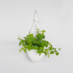 Porcelain and Rope Planter