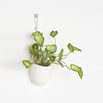 Large Ceramic and Cotton Rope Flat Back Planter