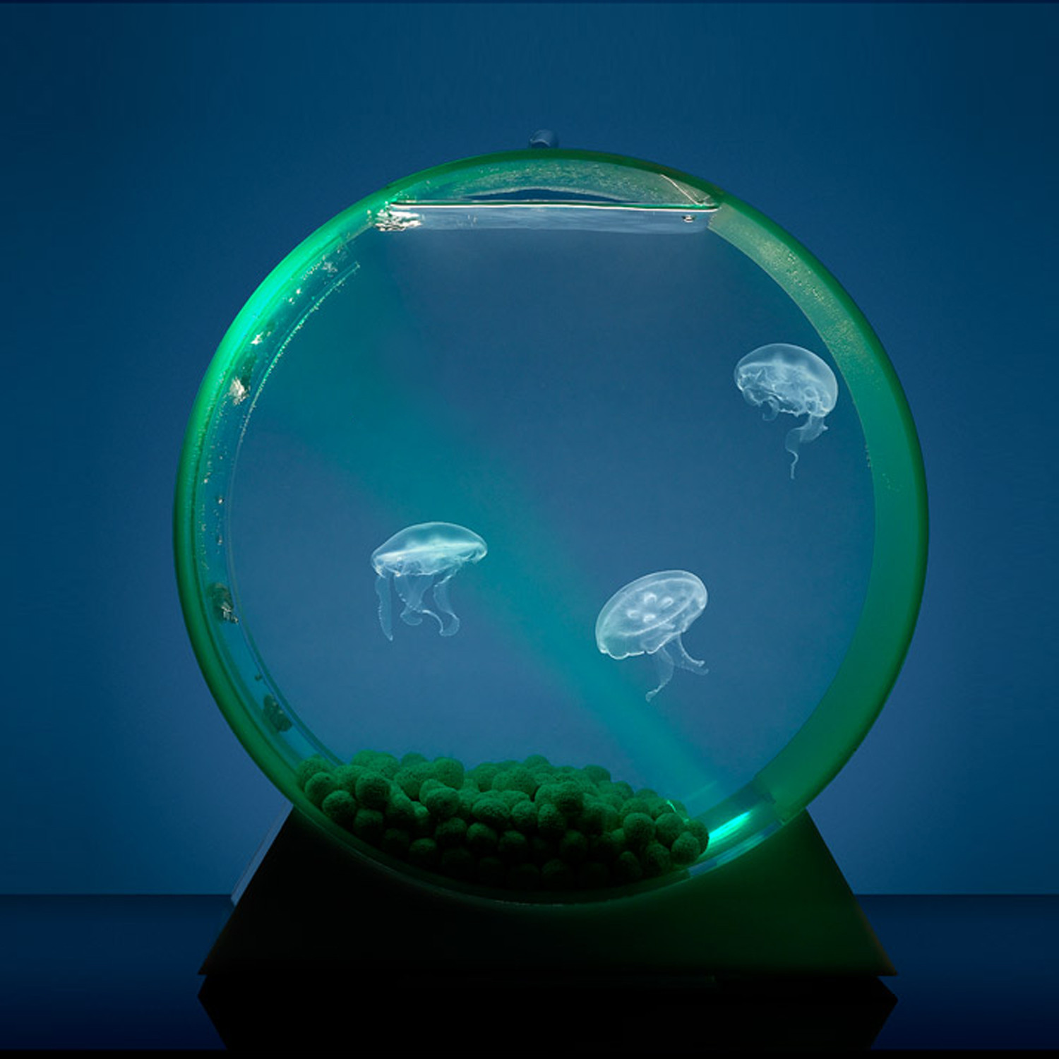 Медуза живая купить. Аквариум led desktop Jellyfish Tank. Аквариумные медузы. Аквариум с медузами Orbit 20. Аквариум с медузами.