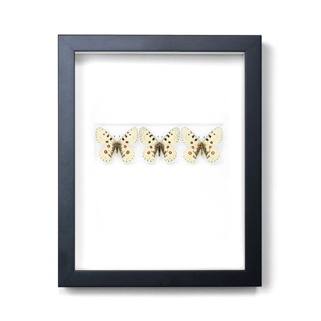 Apollo Butterflies // 11" x 14"