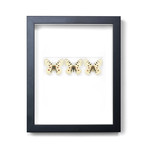 Apollo Butterflies // 11" x 14"