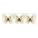 Apollo Butterflies // 11" x 14"