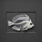 Butterfly Fish Skeleton on Graphite // 11" x 14"