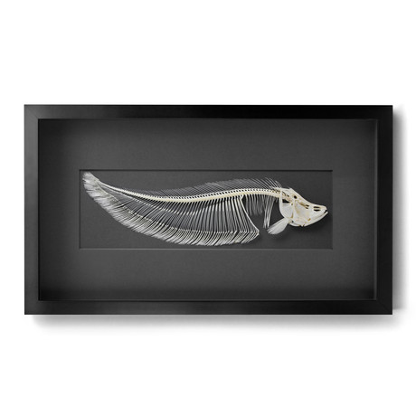 Knife Fish Skeleton // 30" x 14"