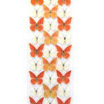 Zarinda in Black // 24" x 30"