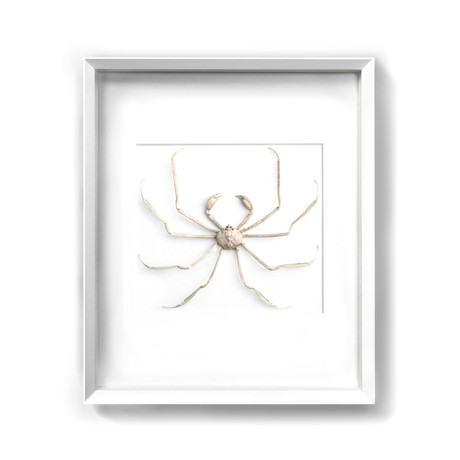 Mujidae Spider Crab // 24" x 30"