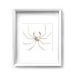 Mujidae Spider Crab // 24" x 30"