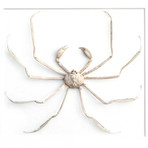 Mujidae Spider Crab // 24" x 30"