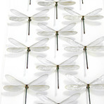 Damselfly Drift // Clear // 24" x 30"