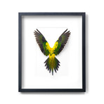 Sun Conure // 20" x 24"